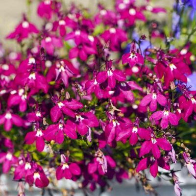 Лобелия Лилово-красный каскад Лобелия Лилово-красный каскад - Dolina-Sad.Ru