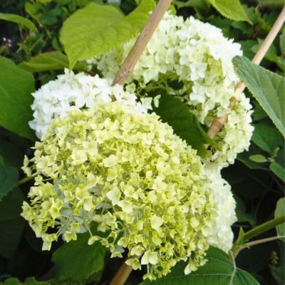 Гортензия древовидная Баунти, С3 Гортензия древовидная Баунти, С3 - Dolina-Sad.Ru
