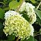 Гортензия древовидная Баунти, С3 Гортензия древовидная Баунти, С3 - Dolina-Sad.Ru