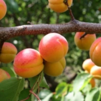 Абрикос Новосадская Абрикос Новосадская - Dolina-Sad.Ru