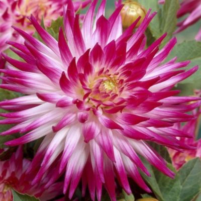 Георгина Датч Эксплоужн - Dolina-Sad.Ru