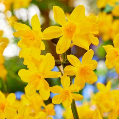 Нарцисс Диего Нарцисс Диего - Dolina-Sad.Ru