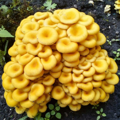 Вешенка золотая или лимонная (дер. палочке) Вешенка золотая или лимонная (дер. палочке) фото