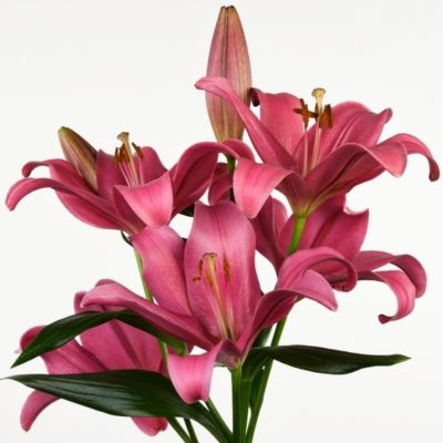 Лилия Индиан Саммерсет Лилия Индиан Саммерсет - Dolina-Sad.Ru