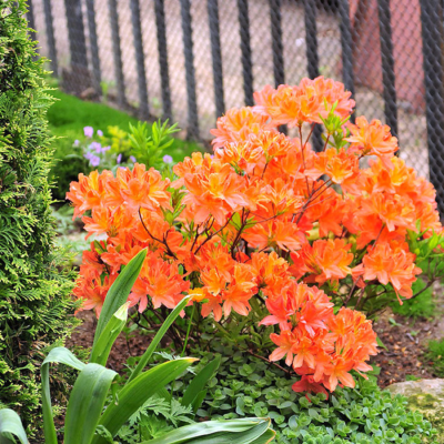 Рододендрон Японский Оранжевый Рододендрон Японский Оранжевый - Dolina-Sad.Ru