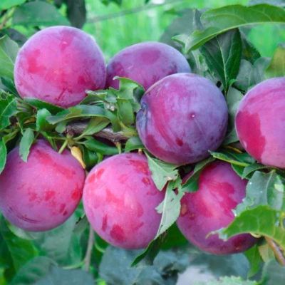 Слива Персиковая Найдена Слива Персиковая Найдена фото