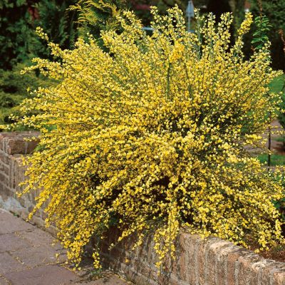 Ракитник ранний Олголд Ракитник ранний Олголд - Dolina-Sad.Ru