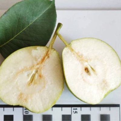 Груша Фаворитка Груша Фаворитка - Dolina-Sad.Ru