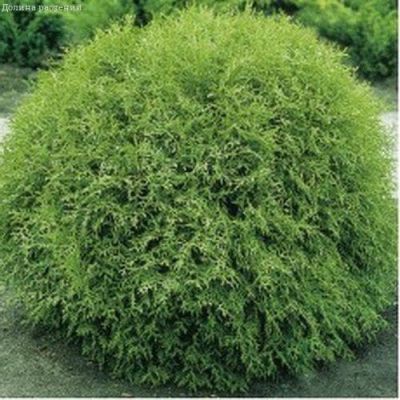 Туя западная Литл Чемпион, С2 - Dolina-Sad.Ru