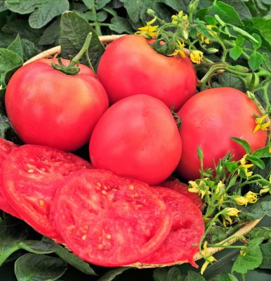 Томат Розовый Гигант Томат Розовый Гигант фото