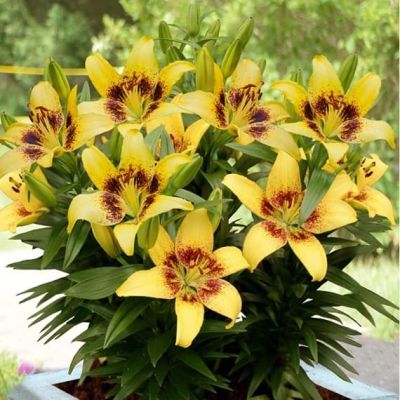 Лилия Жоан Песоа (в горшке) Лилия Жоан Песоа (в горшке) фото