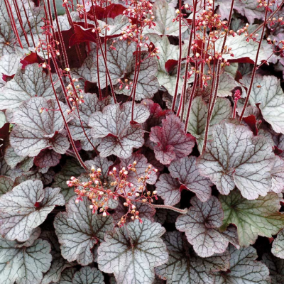 Гейхера Сильвер Скроллс Гейхера Сильвер Скроллс фото