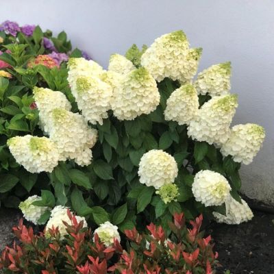 Гортензия метельчатая Мэджикал Мун Бланк - Dolina-Sad.Ru