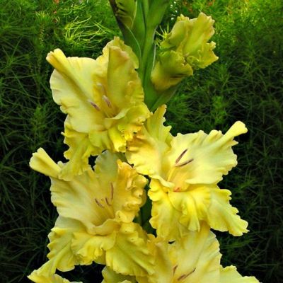 Гладиолус Золотой Колос Гладиолус Золотой Колос - Dolina-Sad.Ru