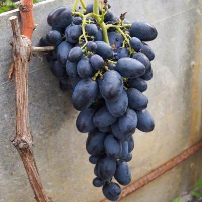 Виноград Галия Виноград Галия фото