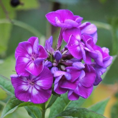 Флокс метельчатый Пурпл Кисс - Dolina-Sad.Ru