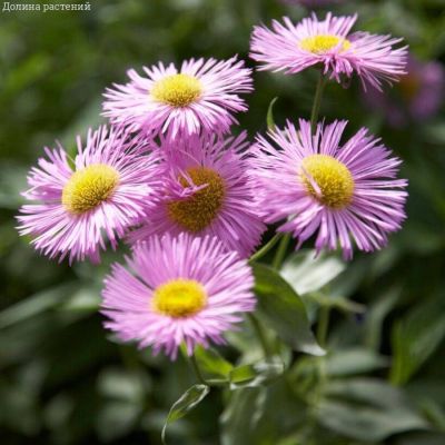 Мелколепестник (эригерон) Роза Джуэл - Dolina-Sad.Ru