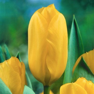 Тюльпан Кандела Тюльпан Кандела - Dolina-Sad.Ru