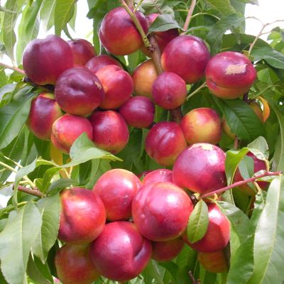 Нектарин Флейвон Нектарин Флейвон - Dolina-Sad.Ru