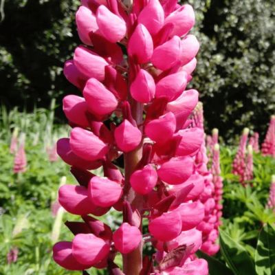 Люпин Фламинго фото