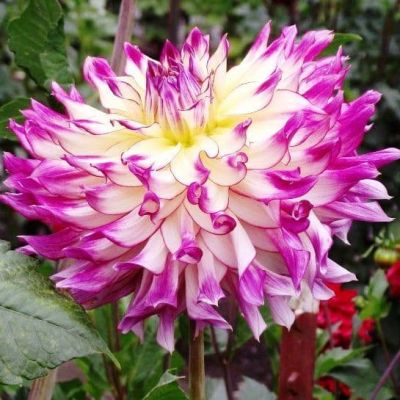 Георгина Зои Рей Георгина Зои Рей фото