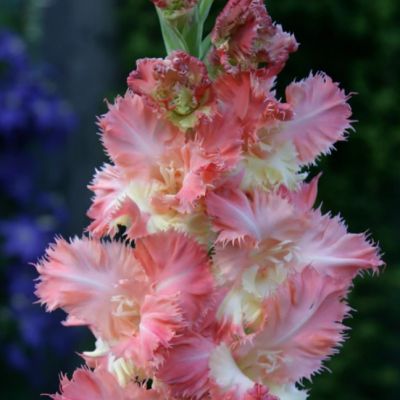 Гладиолус Внучкины Реснички Гладиолус Внучкины Реснички - Dolina-Sad.Ru