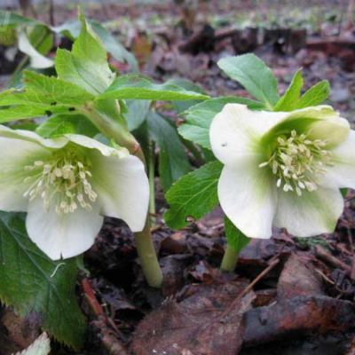 Морозник Кавказский Морозник Кавказский - Dolina-Sad.Ru