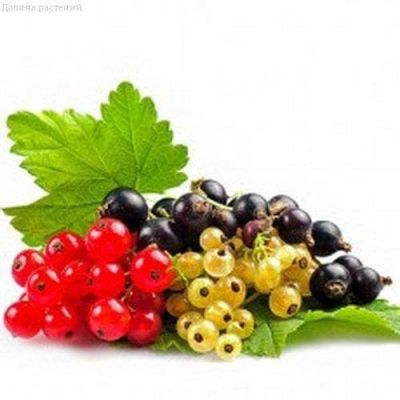Смородина Микс(черная,белая красная) Смородина Микс(черная,белая красная) фото