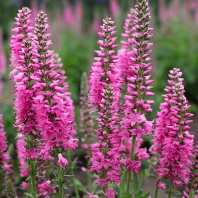 Вероника колосистая Роза Цверг , x Вероника колосистая Роза Цверг , x фото