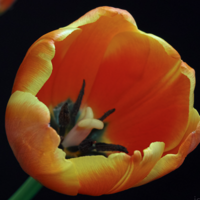 Тюльпан Оранж Бриллиант Тюльпан Оранж Бриллиант - Dolina-Sad.Ru