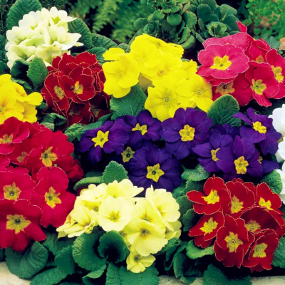 Примула высокая Голд Наггет Микс Примула высокая Голд Наггет Микс фото