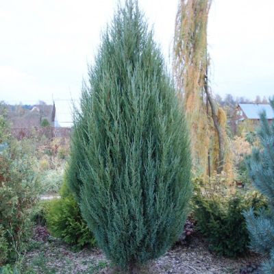 Можжевельник Блю Эрроу, С3 Можжевельник Блю Эрроу, С3 - Dolina-Sad.Ru