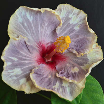 Гибискус Фестиваль оф Лайтс Гибискус Фестиваль оф Лайтс фото