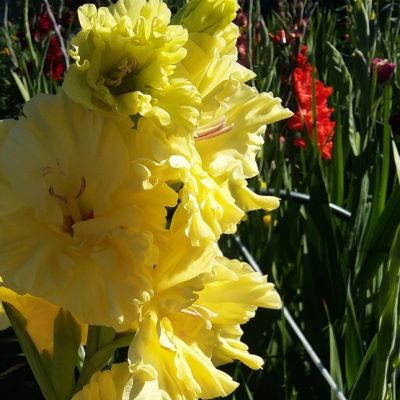 Гладиолус Золотой Колос Гладиолус Золотой Колос - Dolina-Sad.Ru