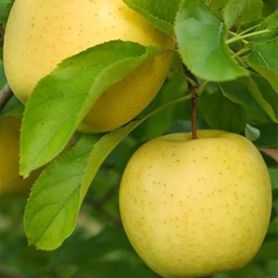 Яблоня Ананас/Осенняя фото