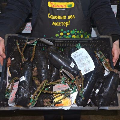 Роза Авек Амор Роза Авек Амор - Dolina-Sad.Ru