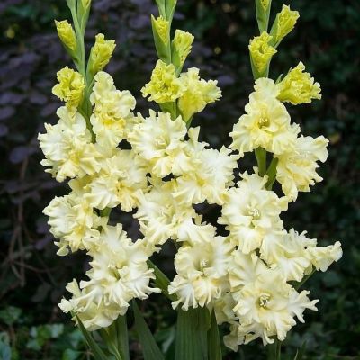 Гладиолус Лемон Три Гладиолус Лемон Три - Dolina-Sad.Ru