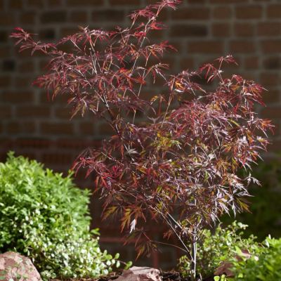 Клен пальмолистный Роял Гарнет Клен пальмолистный Роял Гарнет - Dolina-Sad.Ru