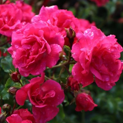 Роза Хейдетраум Роза Хейдетраум фото