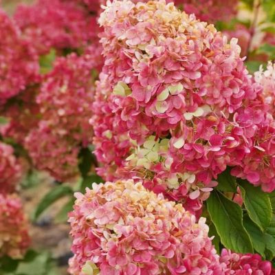 Гортензия метельчатая Краса Лесково, С3 Гортензия метельчатая Краса Лесково, С3 - Dolina-Sad.Ru