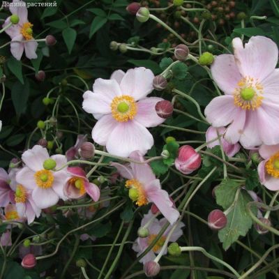 Анемона гибридная Макс Вогель - Dolina-Sad.Ru