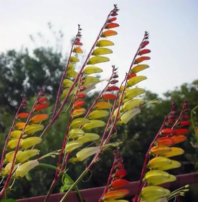 Ипомея Динь-Динь "Чудесный балкон" Ипомея Динь-Динь "Чудесный балкон" фото