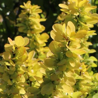 Барбарис Тунберга Ауреа, С3 - Dolina-Sad.Ru