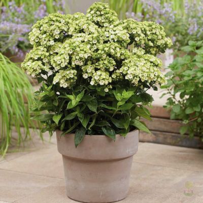 Флокс Оркид Грин Флокс Оркид Грин - Dolina-Sad.Ru