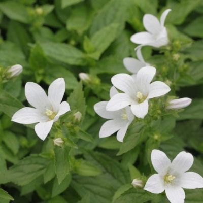 Колокольчик Вайт Пуфф Колокольчик Вайт Пуфф - Dolina-Sad.Ru