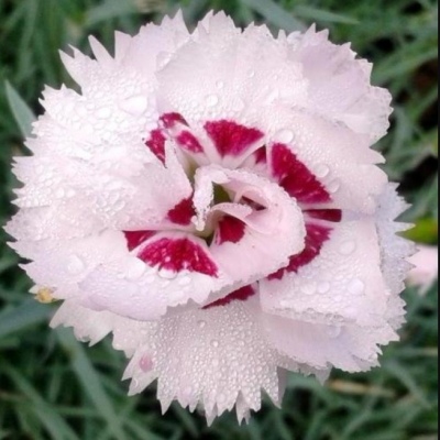 Гвоздика перистая Ине Гвоздика перистая Ине фото