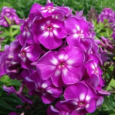 Флокс метельчатый Пурпл Кисс - Dolina-Sad.Ru