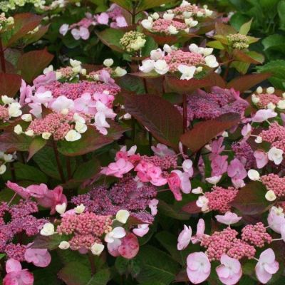 Гортензия пильчатая Дардевил, С3 Гортензия пильчатая Дардевил, С3 - Dolina-Sad.Ru