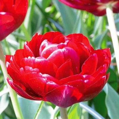 Тюльпан Дабл Кросби Тюльпан Дабл Кросби фото