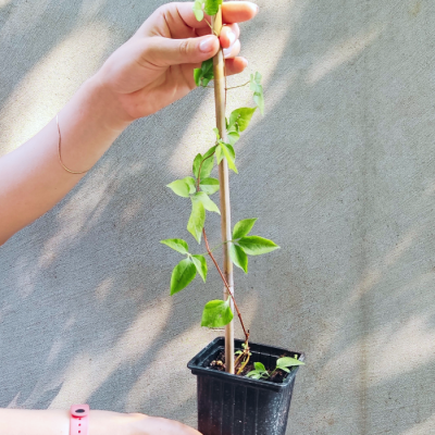 Клематис Чендж оф Харт Клематис Чендж оф Харт фото